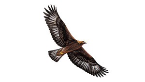 Golden Eagle