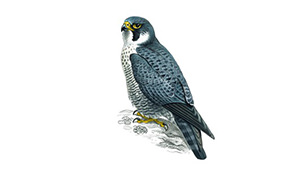Peregrine Falcon