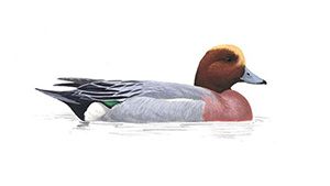 Wigeon