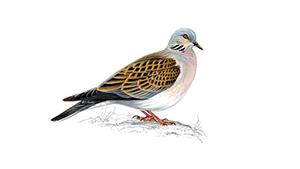 Turtle Dove