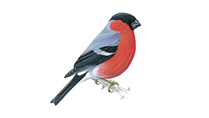 Bullfinch