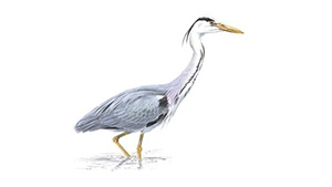 Grey Heron