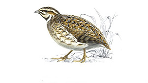 Quail