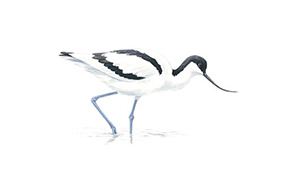 Avocet