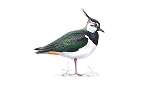 Lapwing