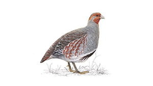 Grey Partridge