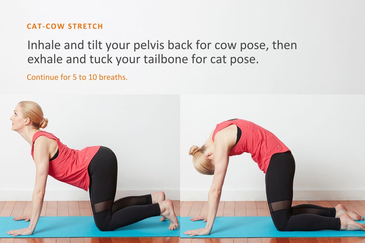 cat-cow stretch